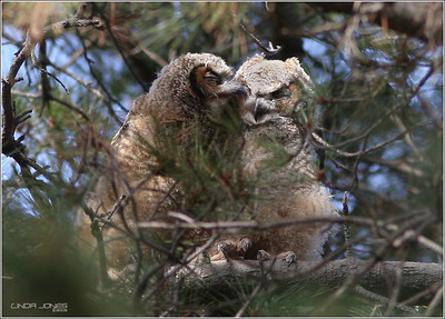 Netgarden > OC Local fauna, Osprey,Bluebirds,  Swallows,  Owls, Harriers, Raccoons, Wolves photo