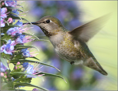 Netgarden > Hummers and Butterflies, Macro, Gardens09 photo