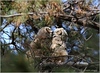 Owls, Harriers, BCNH, Hawks 09 : 