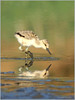 Herons nests, babies, Peregrines : 