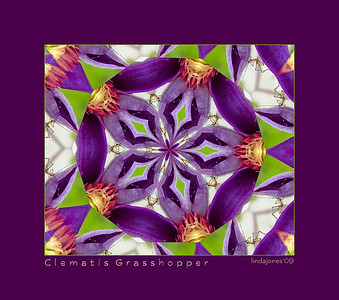 Netgarden > This is one of the baby grasshopper images.