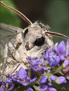 Netgarden > Hummers and Butterflies, Macro, Gardens09 photo