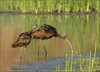 Avocet, Virginia Rail, Sora, Ibis, Terns : 