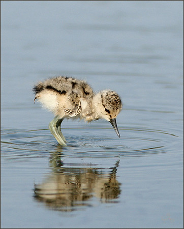 Netgarden > Avocet, Virginia Rail, Sora, Ibis, Terns photo