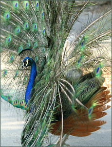 Netgarden > Hummers and Butterflies, Macro, Gardens09 photo