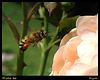 Netgarden > Macro 2004-2005 photo