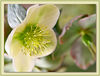 Netgarden > Macro 2006 photo