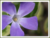 Netgarden > Macro 2006 photo