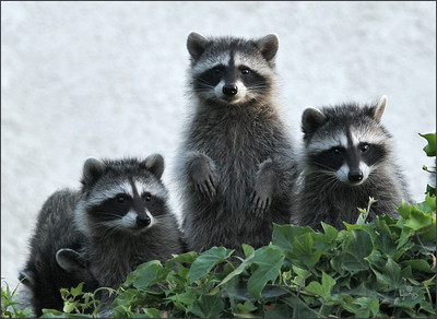 Netgarden > OC Local fauna, Osprey,Bluebirds,  Swallows,  Owls, Harriers, Raccoons, Wolves photo