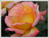 Netgarden > Macro 2006 photo