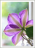 Netgarden > canon 24-105L