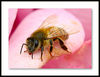 Netgarden > Macro 2006 photo