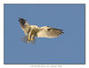 Birds and flight 2006 : 
